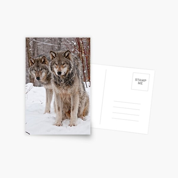 Timber Wolf Pair Postcard