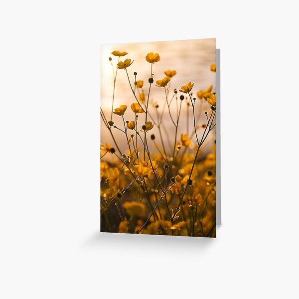 Item preview, Sunlit buttercups designed and sold by CGAPhotography.