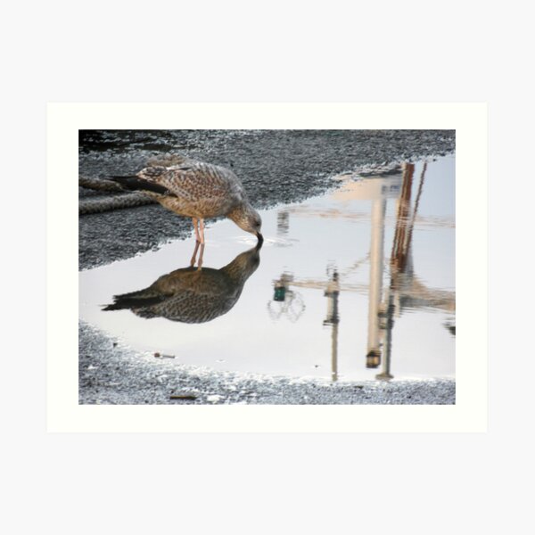 154 - GULL REFLECTION AT AMBLE- 01 (D.E. 2013) Art Print