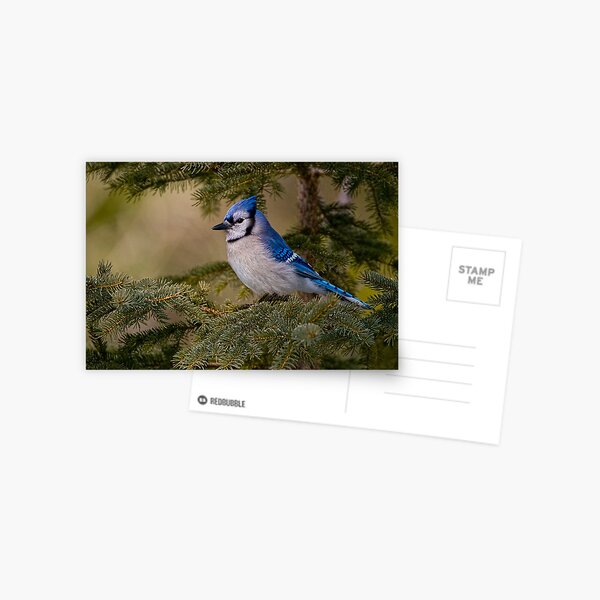 Blue Jay - Algonquin Park, Ontario Postcard