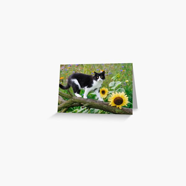 Tuxedo cat and sunflowers Greeting Card