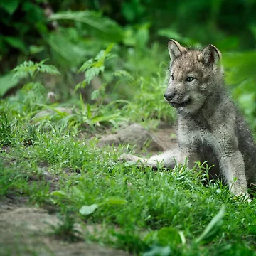 Artwork thumbnail, Timber Wolf Pup by WolvesOnly