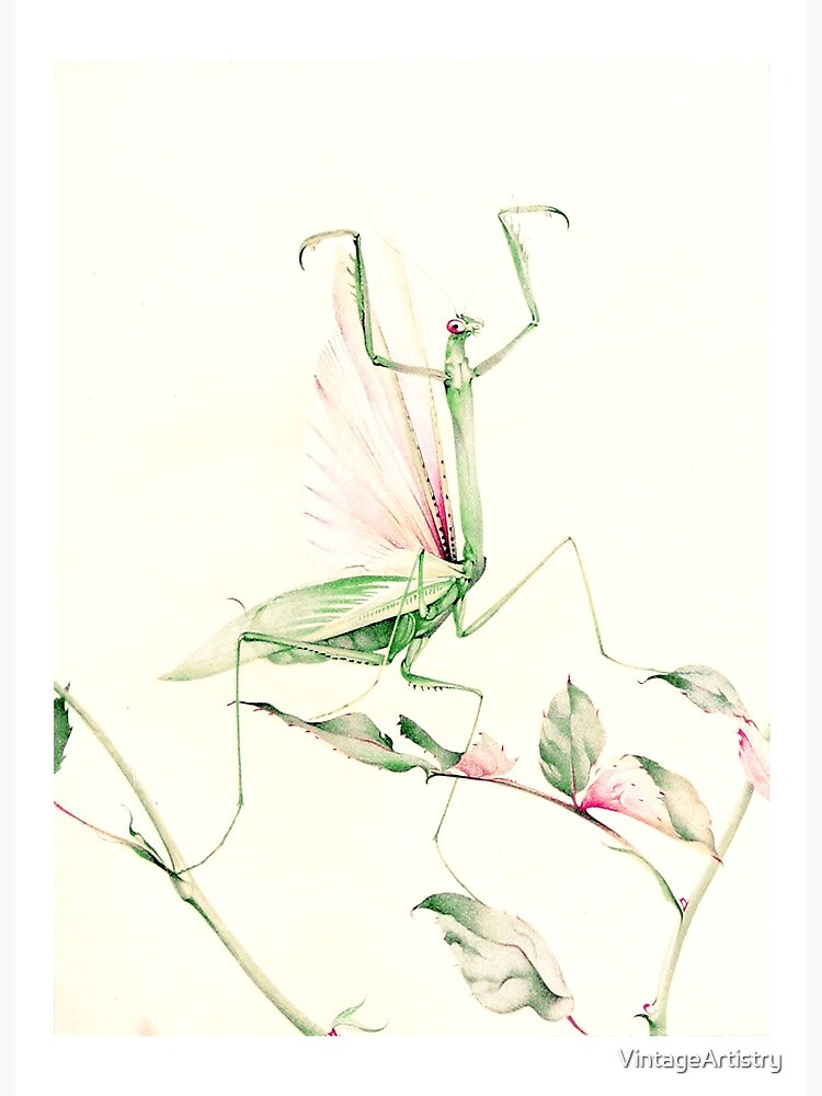 Pink Rose Leggings – Mantis Wings