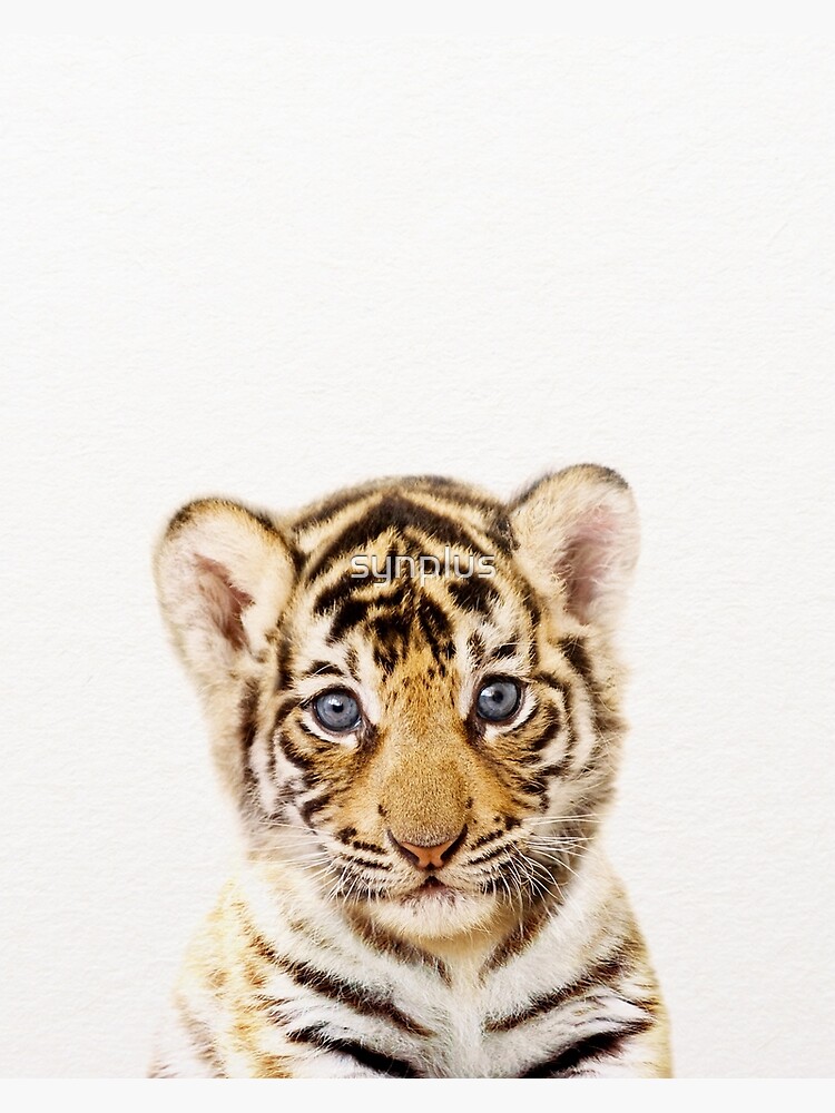 baby tiger wallpaper art work poster | Poster