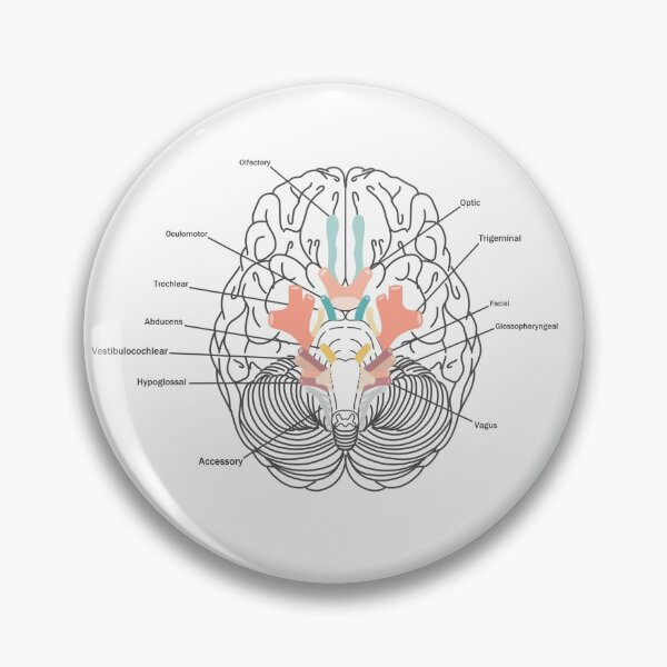 Item preview, Cranial Nerves designed and sold by mariatza.