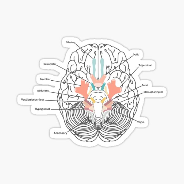 Cranial Nerves Sticker