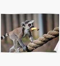 Baby lemur carries banana Poster