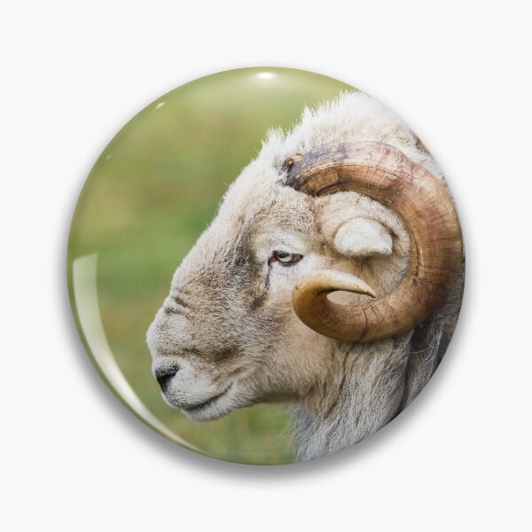 Item preview,  Herdwick Ram Portrait designed and sold by Jane Stanley Photography.