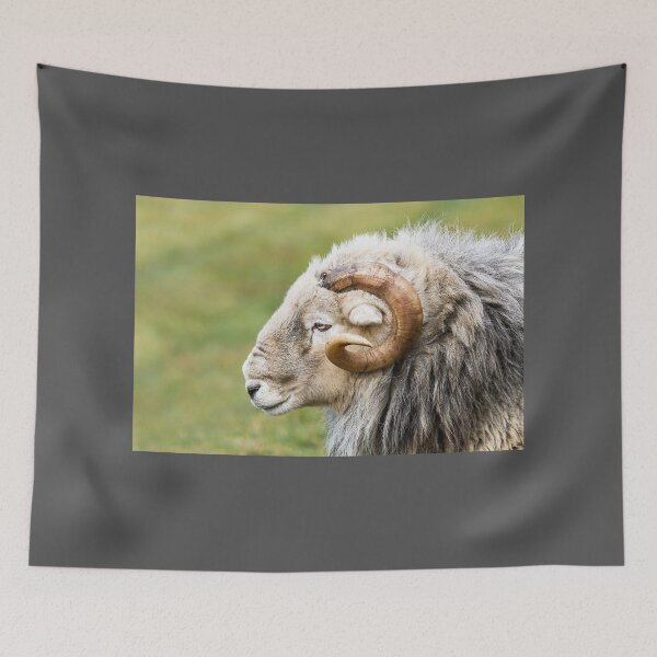 Item preview,  Herdwick Ram Portrait designed and sold by Jane Stanley Photography.