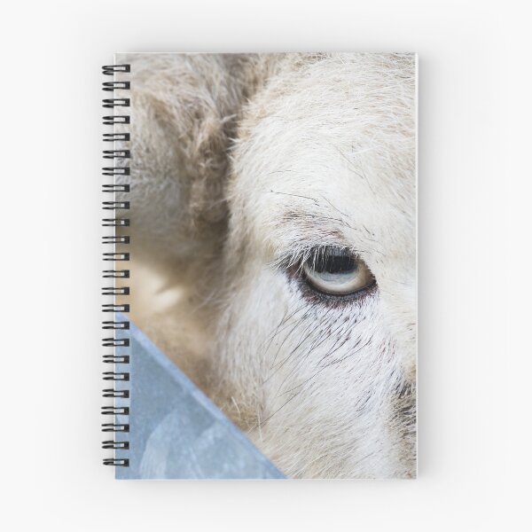 Item preview, Got my eye on Ewe designed and sold by Jane Stanley Photography.