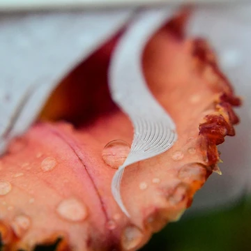 Artwork thumbnail, Ruffled Edges by RewskiPhotos
