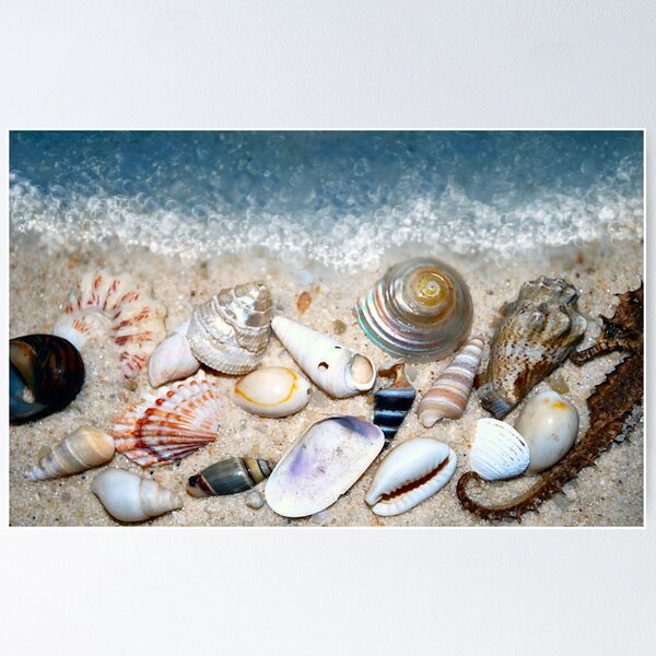 Item preview, Sea Shells by the Sea Shore designed and sold by Sheri Nye.