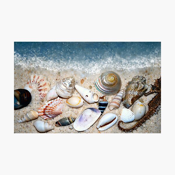 Item preview, Sea Shells by the Sea Shore designed and sold by Sheri Nye.