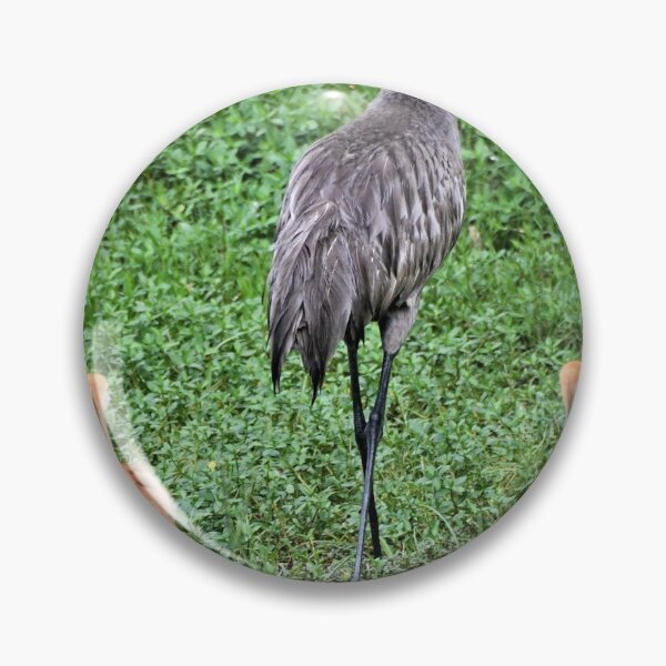 Item preview, Baby Sandhill Cranes follow Mom in search of food designed and sold by FSULADY.