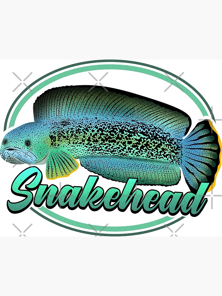 Snakehead Channa Ophicephalus Tropical Ornamental Aquarium Fish