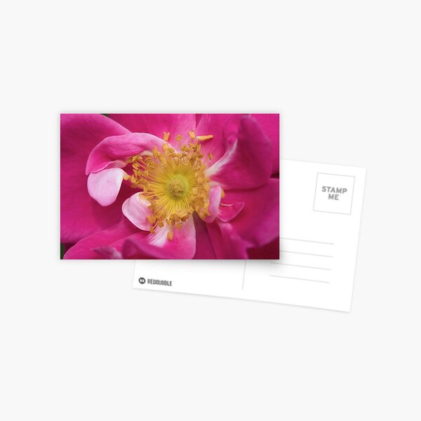 Bright pink rose Postcard