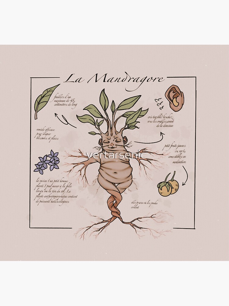 Poster The Mandrake - Herbology