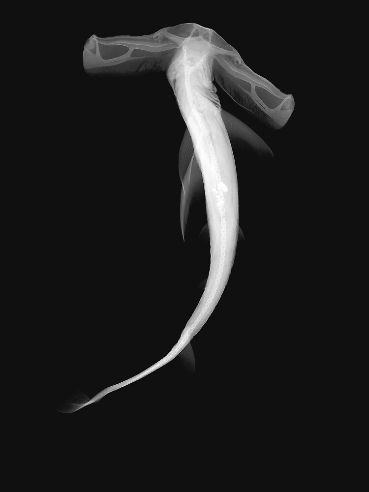 "Hammerhead XRay" Tshirt for Sale by Foxicopter Redbubble animal