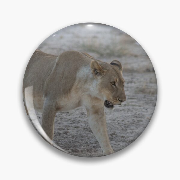 Item preview, Lioness prowling in Namibia designed and sold by HazelWright.