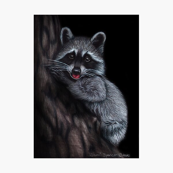 Raccoon with Tongue Sticking Out Photographic Print