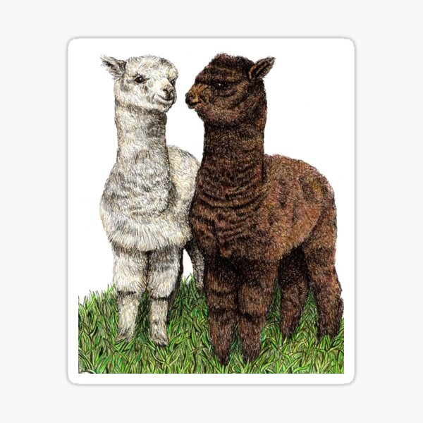 Alpaca Pair Sticker
