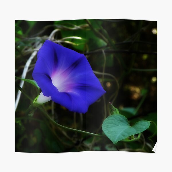 Morning Glory Poster