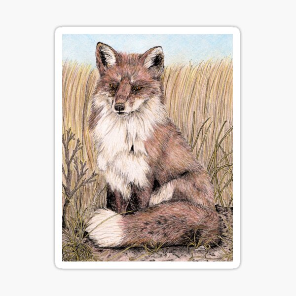 Red Fox in Summer Sticker