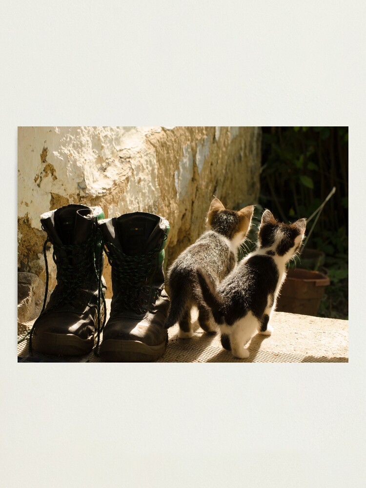 Thumbnail 1 of 3, Photographic Print, Young cats game designed and sold by Septi79.