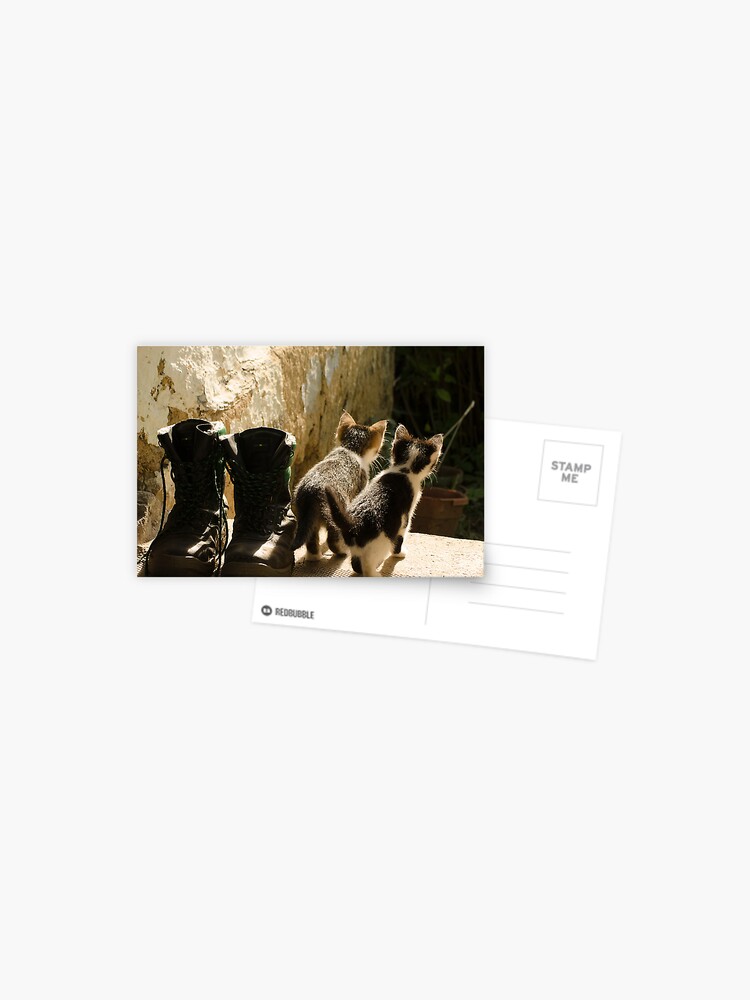 Thumbnail 1 of 2, Postcard, Young cats game designed and sold by Septi79.