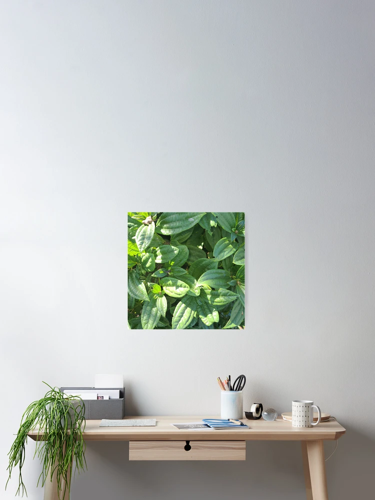 Thumbnail 2 of 3, Poster, Green leaf camo pattern designed and sold by RKSDesigns.
