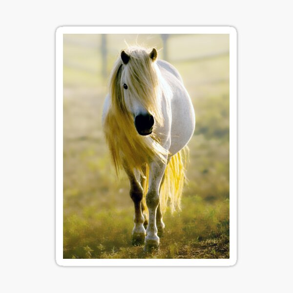 Pony Power Sticker