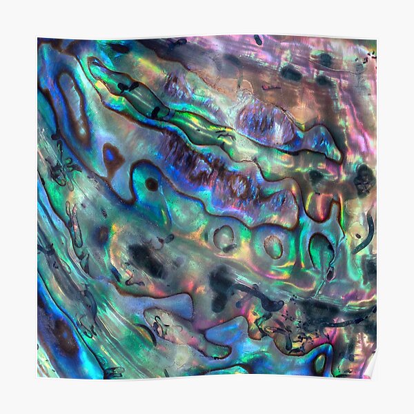 Paua Abalone Shell Poster