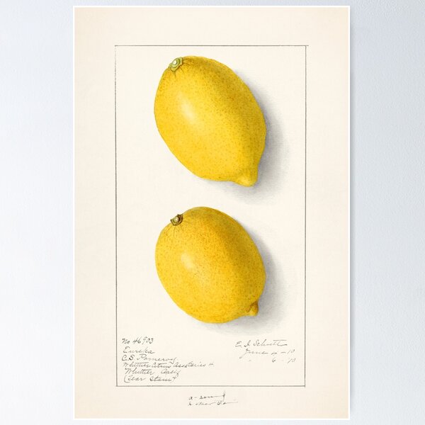 Item preview, lemon (citrus lemon) vintage poster designed and sold by earlgreylatte.