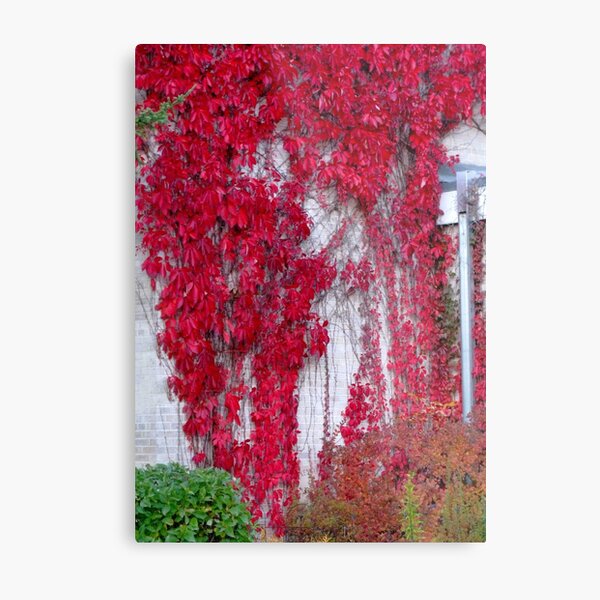 Item preview, Fiery Red Ivy designed and sold by kenspics.