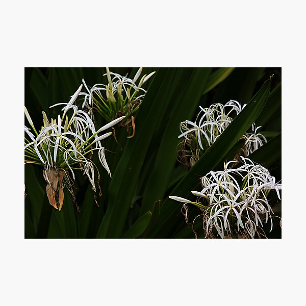 Item preview, Crinum pedunculatum  designed and sold by andrachne.