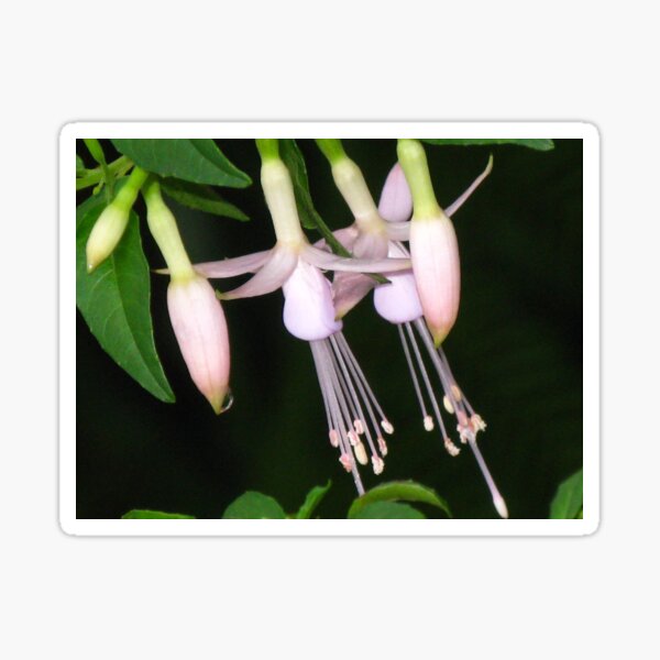 Pink Fuchsia Sticker