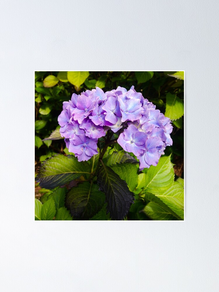 Póster «Hortensia morada lila» de bettyretro | Redbubble