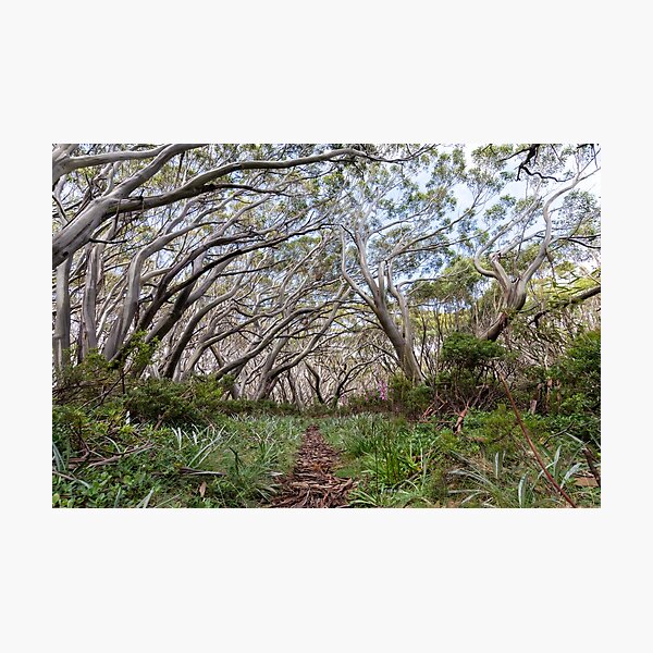 Snow Gums on the Baw Baw Plateau Photographic Print