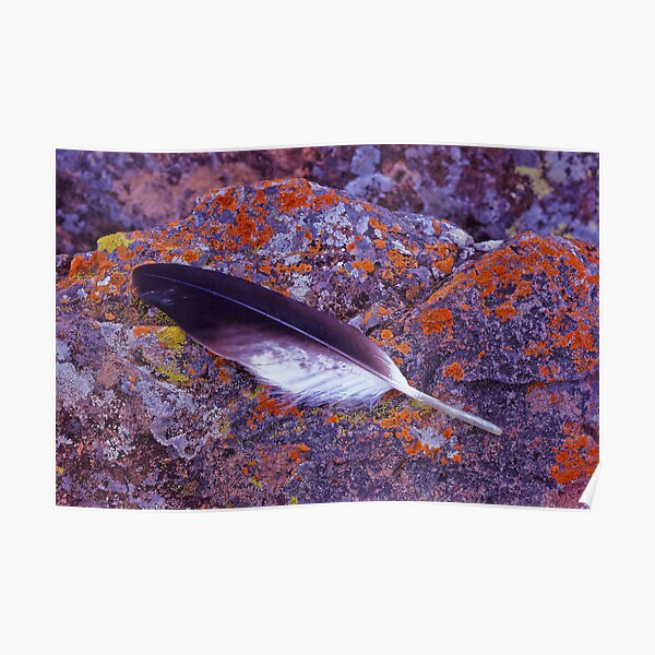 Eagle feather on lichen Poster