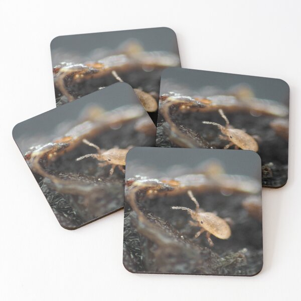 Item preview, Tiny soil mite under the microscope designed and sold by SDym Photography.
