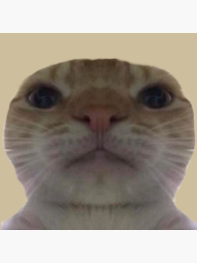 póster meme gato mirando de coconj redbubble