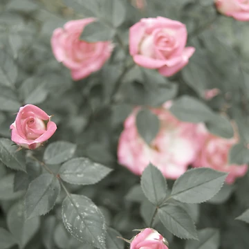 Artwork thumbnail, The Roses by Remy Porter