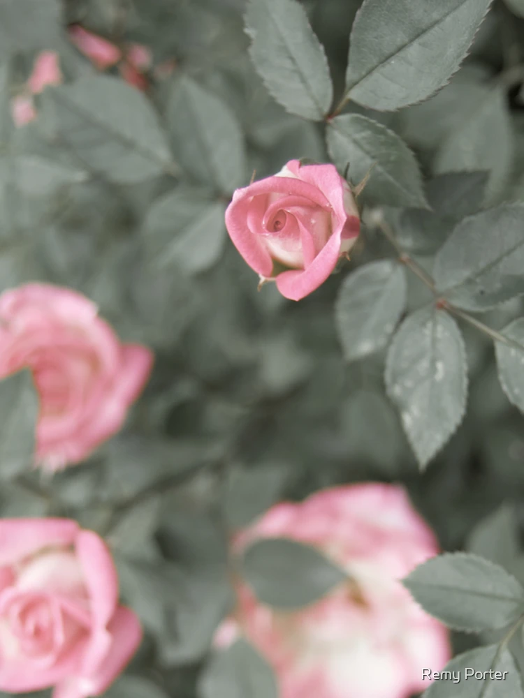Thumbnail 4 of 4, Samsung Galaxy Phone Case, The Roses designed and sold by Remy Porter.
