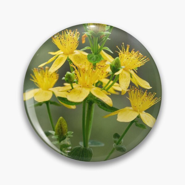 Item preview, Spotted St. Johnswort 4 designed and sold by Jouko Lehto Photography.