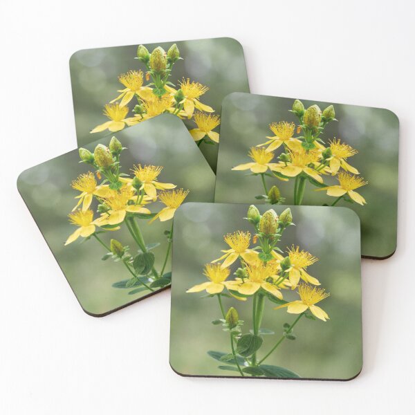Item preview, Spotted St. Johnswort 4 designed and sold by Jouko Lehto Photography.