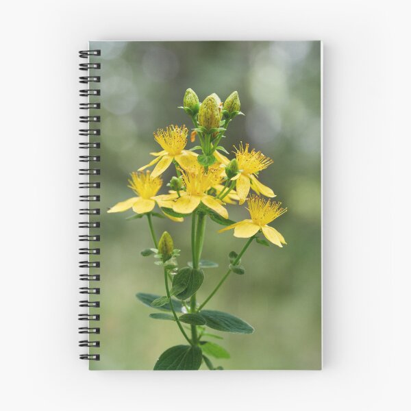 Item preview, Spotted St. Johnswort 4 designed and sold by Jouko Lehto Photography.