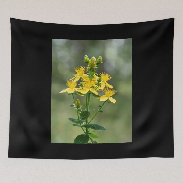 Item preview, Spotted St. Johnswort 4 designed and sold by Jouko Lehto Photography.