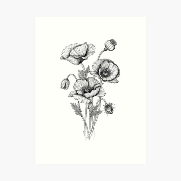 Poppies Art Print