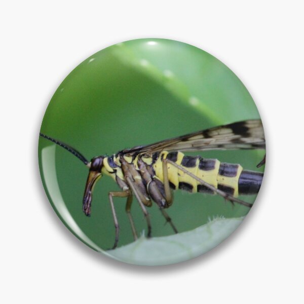 Item preview, Common scorpionfly designed and sold by cuprum.