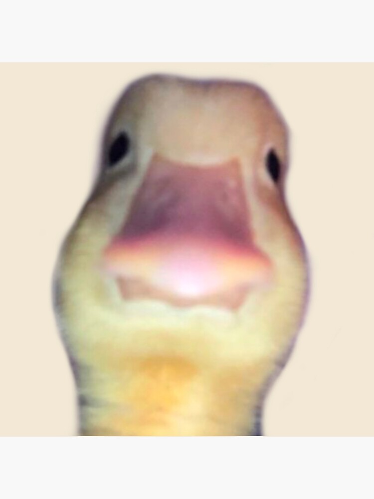 "duck staring meme" Poster for Sale by coconj Redbubble